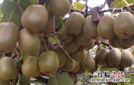 猕猴桃种子价格及种植方法 猕猴桃种子多少钱一斤