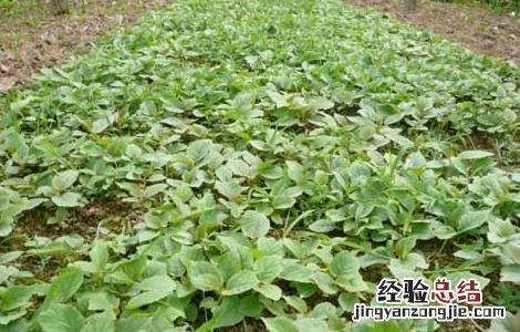 猕猴桃种子价格及种植方法 猕猴桃种子多少钱一斤