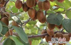 猕猴桃种子价格及种植方法 猕猴桃种子多少钱一斤
