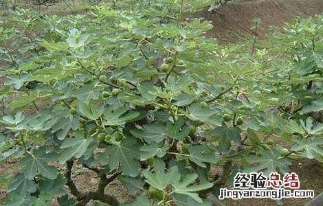 无花果什么时候成熟采摘 无花果什么时候成熟