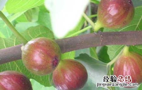 无花果什么时候成熟采摘 无花果什么时候成熟
