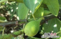 无花果苗价格及种植方法 无花果种苗价格多少钱