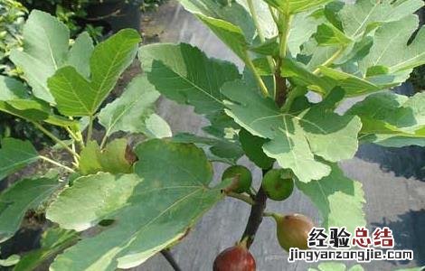 无花果苗价格及种植方法 无花果种苗价格多少钱