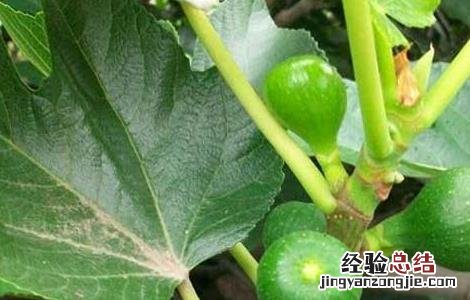 无花果苗价格及种植方法 无花果种苗价格多少钱