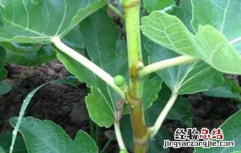 无花果苗价格及种植方法 无花果种苗价格多少钱