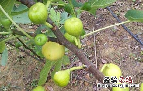 无花果苗价格及种植方法 无花果种苗价格多少钱