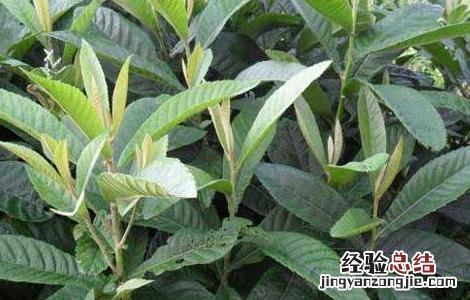 枇杷苗价格及种植方法 枇杷苗批发价格多少