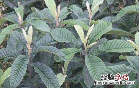 枇杷苗价格及种植方法 枇杷苗批发价格多少