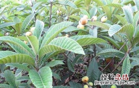 枇杷苗价格及种植方法 枇杷苗批发价格多少