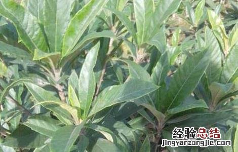 枇杷苗价格及种植方法 枇杷苗批发价格多少