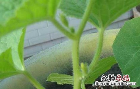 哈密瓜种子价格及种植方法 哈密瓜种子价格及种植方法视频
