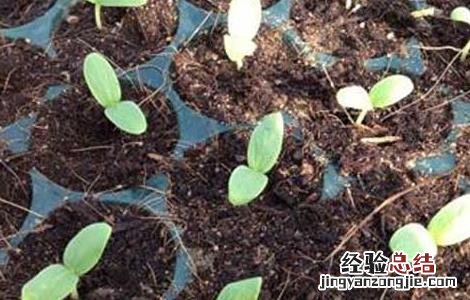 哈密瓜种子价格及种植方法 哈密瓜种子价格及种植方法视频