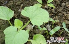 哈密瓜种子价格及种植方法 哈密瓜种子价格及种植方法视频