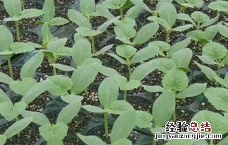 哈密瓜种子价格及种植方法 哈密瓜种子价格及种植方法视频