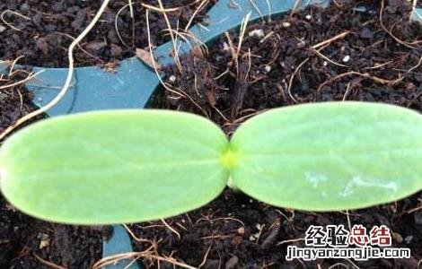 哈密瓜种子价格及种植方法 哈密瓜种子价格及种植方法视频