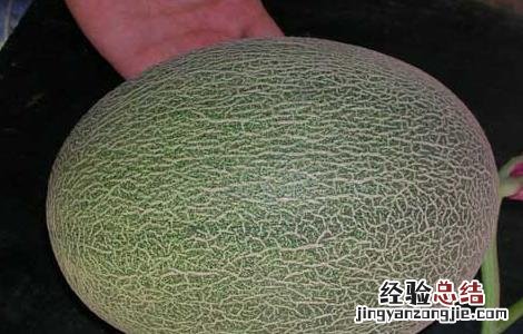 哈密瓜苦是怎么回事? 哈密瓜苦是怎么回事