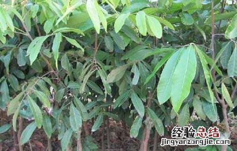 龙眼苗价格及种植方法视频 龙眼苗价格及种植方法