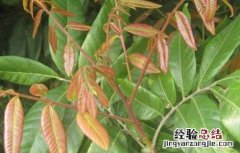 龙眼苗价格及种植方法视频 龙眼苗价格及种植方法