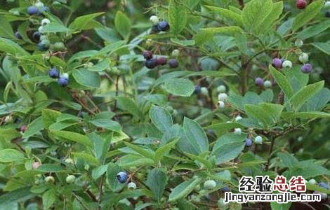 蓝莓种植要什么条件才能种 蓝莓种植要什么条件