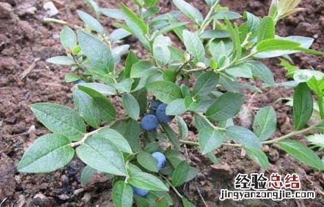 蓝莓种植要什么条件才能种 蓝莓种植要什么条件