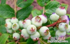 蓝莓种植要什么条件才能种 蓝莓种植要什么条件