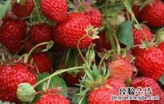 草莓种草莓种子的种植方法 草莓种子的种植方法