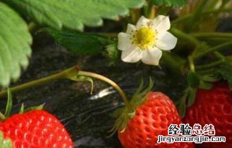 草莓种草莓种子的种植方法 草莓种子的种植方法