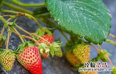 草莓种草莓种子的种植方法 草莓种子的种植方法