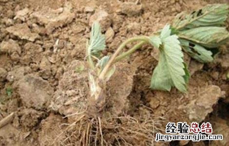 草莓种草莓种子的种植方法 草莓种子的种植方法