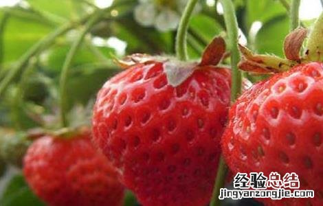 种草莓用什么肥料好 种草莓用什么肥料好用