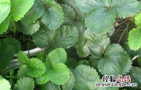 种草莓用什么肥料好 种草莓用什么肥料好用