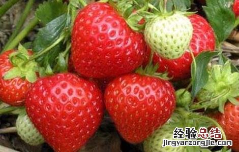 种草莓用什么肥料好 种草莓用什么肥料好用