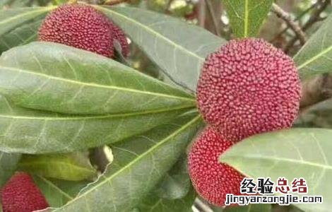 杨梅为什么有虫子 杨梅为什么虫子多