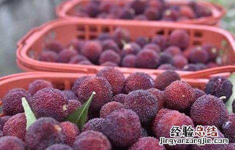 杨梅为什么有虫子 杨梅为什么虫子多