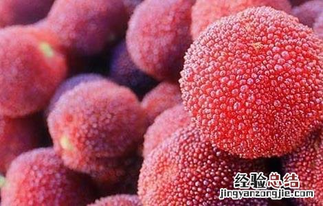 杨梅为什么有虫子 杨梅为什么虫子多