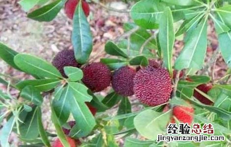 杨梅为什么有虫子 杨梅为什么虫子多