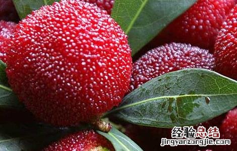 杨梅为什么有虫子 杨梅为什么虫子多