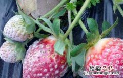 草莓白粉病怎么治 草莓白粉病怎么办