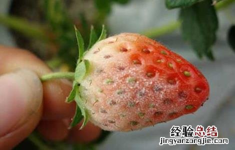 草莓白粉病怎么治 草莓白粉病怎么办