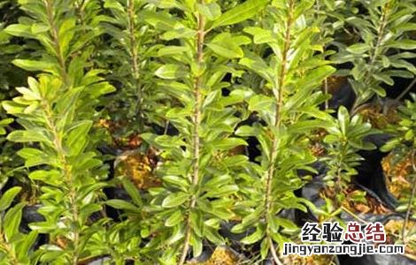 杨梅种子怎么种才好看 杨梅种子怎么种才好