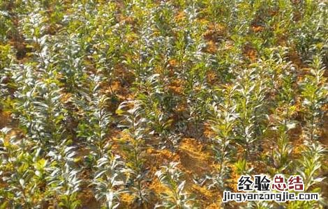 杨梅种子怎么种才好看 杨梅种子怎么种才好