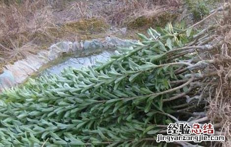 杨梅种子怎么种才好看 杨梅种子怎么种才好