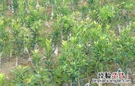 杨梅种子怎么种才好看 杨梅种子怎么种才好