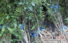 杨梅种子怎么种才好看 杨梅种子怎么种才好