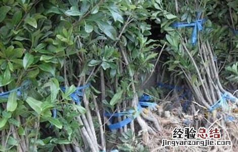 杨梅种子怎么种才好看 杨梅种子怎么种才好