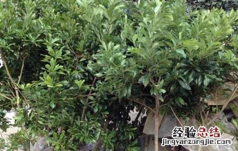 杨梅种子怎么种才好看 杨梅种子怎么种才好