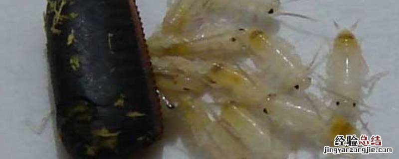 一只蟑螂能繁殖多少 一只蟑螂能繁殖多少只小蟑螂g?vl