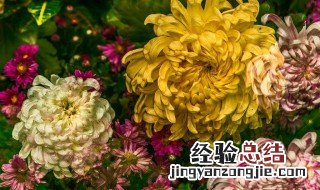 不是花中偏爱菊的全诗 不是花中偏爱菊的全诗是