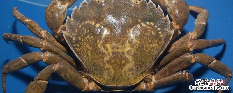 螃蟹过夜要不要放水里面 螃蟹在水里放一晚上可以吗