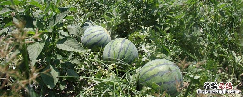 京欣西瓜亩产量多少斤 西瓜亩产量多少斤
